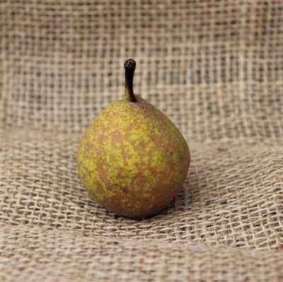 Pyrus communis Pepi, Päron, stam P. com C10
