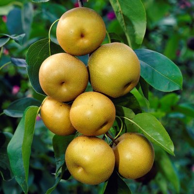 Sandpäron, Nashi Kosui, C7,5