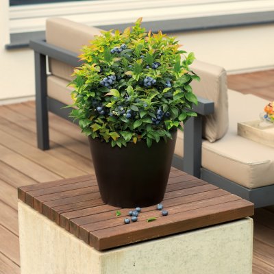 Vaccinium corymbosum BrazelBerry ® Jelly Bean ®, Blåbär/Krukblåbär, 25-30 C4,5