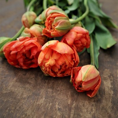 Tulpan & Narciss Mix Orange Sparkle 30st