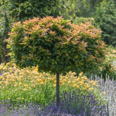 Quercus palustris Green Dwarf, Dvärgkärrek, 100 stam C15