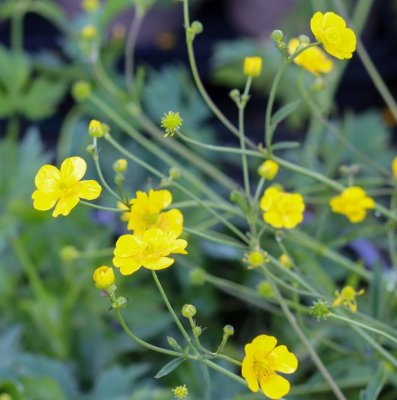 Ranunculus acris, Smörblomma