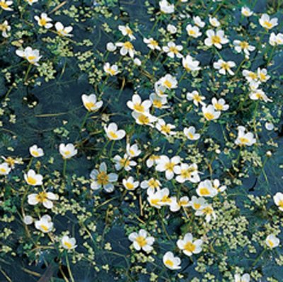 Ranunculus aquatilis, Vattenmöja, bunt