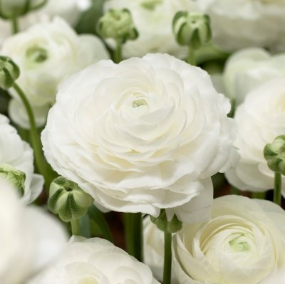 Ranunkel Ranunculus asiaticus Vit 10st