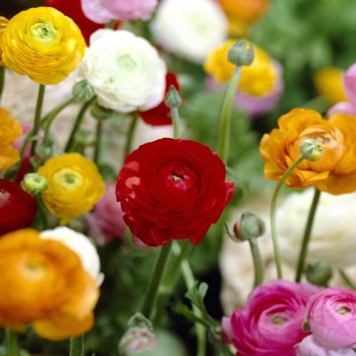 Ranunculus asiaticus