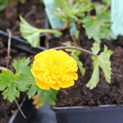 Ranunculus constantinopolitanus Plenus, Turkisk Smörblomma, P11cm