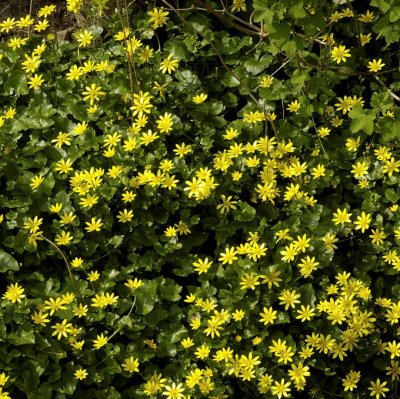 Ficaria verna Aurantiacus, Svalört, P9cm