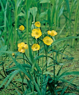Ranunculus lingua Grandiflora, Sjöranunkel, P9cm