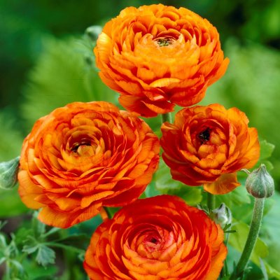 Ranunkel Ranunculus asiaticus Orange 10st