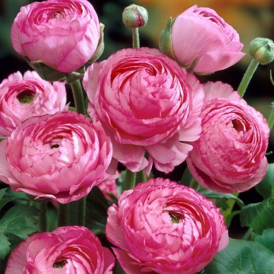 Ranunkel Ranunculus asiaticus Rosa 10st