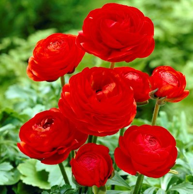 Ranunkel Ranunculus asiaticus Röd 10st