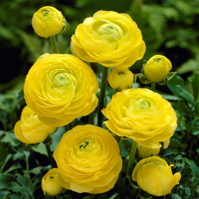 Ranunkel Ranunculus asiaticus Gul 10st