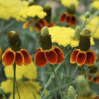 Ratibida columnifera f. pulcherrima