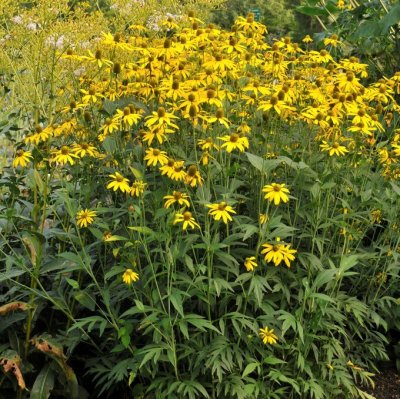 Ratibida pinnata (Rudbeckia), Stor Mexikohatt, P9cm