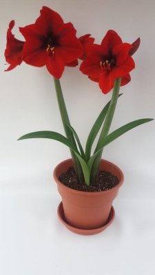 Amaryllis Red Fantasy