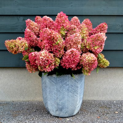 Hydrangea paniculata Redlight ®