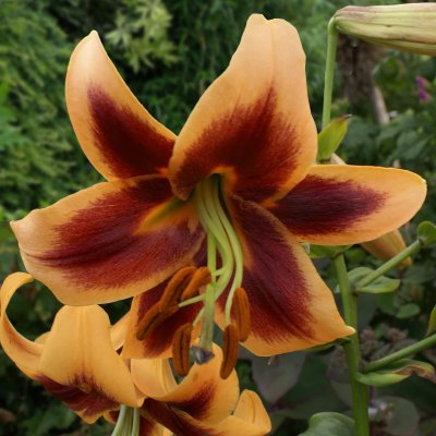 Lilium hybr. Red Morning, Trädlilja, P11cm
