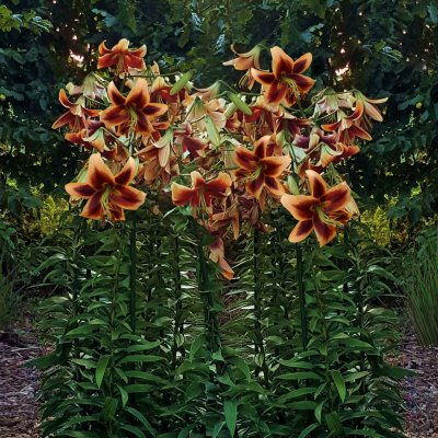 Lilium hybr. Red Morning, Trädlilja, P11cm