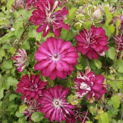 Clematis patens Red Passion ®