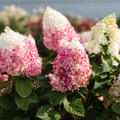 Hydrangea paniculata Living Red Velvet ®
