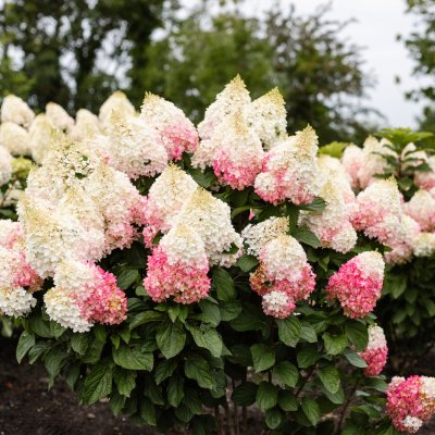 Hydrangea paniculata Living Red Velvet ®