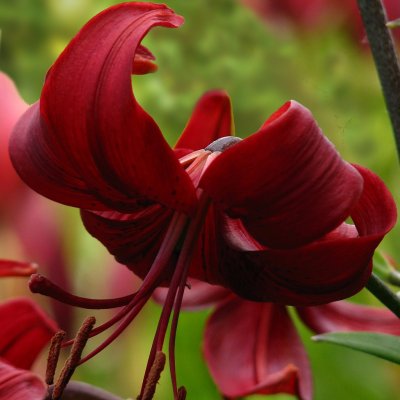Tigerlilja Red Velvet 3st