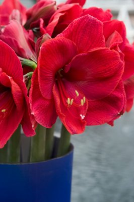 Amaryllis