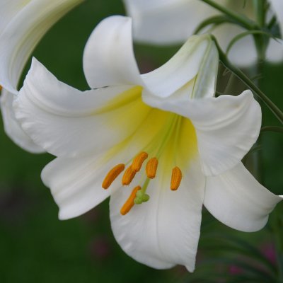 Lilium regale Album, Kungslilja, P11cm
