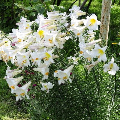 Lilium regale Album, Kungslilja, P11cm