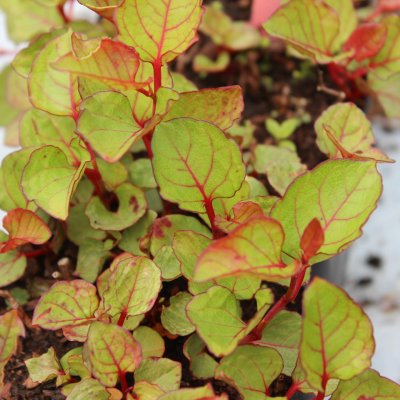 Reynoutria (Fallopia) japonica Rosea, Rosenslide, P9cm