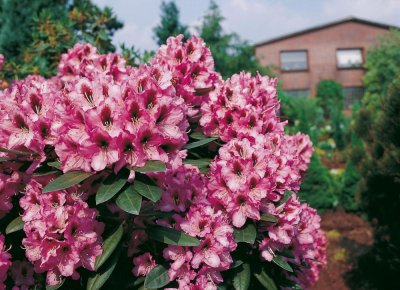 Rhododendron ponticum Kokardia, Rododendron