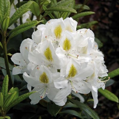 Rhododendron cataw. Madame Masson, Rododendron, 40-50 C5