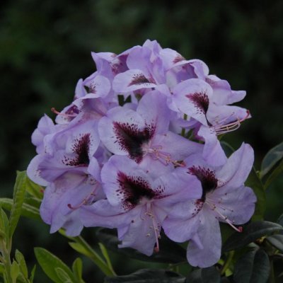 Rhododendron hybr. Hachmann´s Metallica, Rododendron