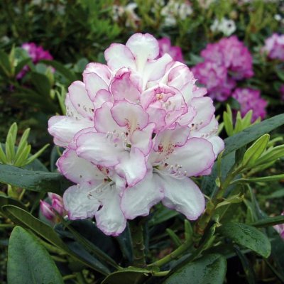 Rhododendron hybr. Picotee, Rododendron