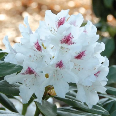 Rhododendron hybr. Schneeauge, Rododendron