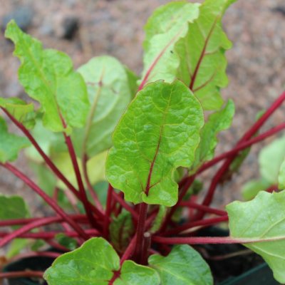 Rheum Lowberry ® Lilibarber ®, Krukrabarber, C13cm
