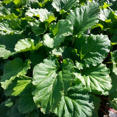 Rheum rhabarbarum Barbro ® E, Rabarber