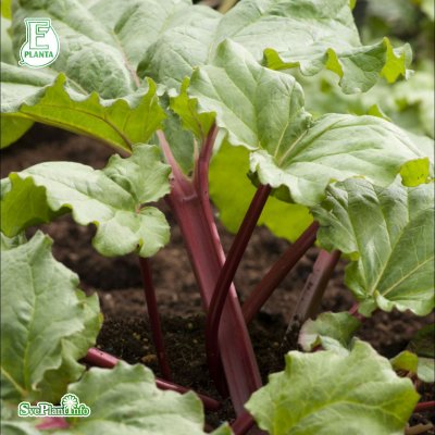 Rheum rhabarbarum Barbro ® E, Rabarber