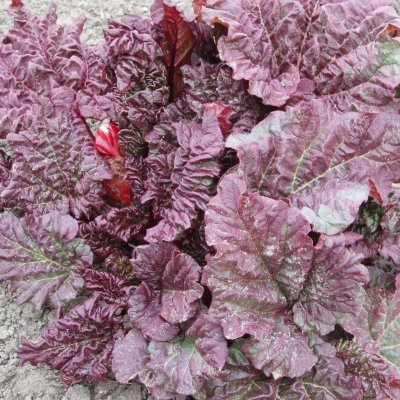 Rheum rhabarbarum Elmsblitz, Rabarber, C3,5
