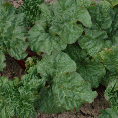 Rheum rhabarbarum Elmsfeuer, Rabarber, C3,5