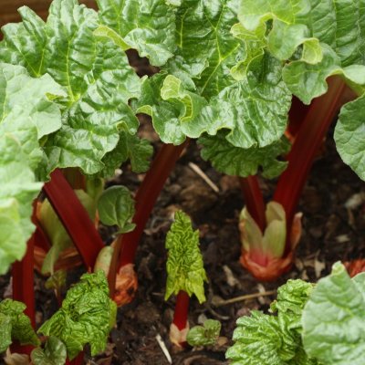 Rheum x hybridum Livingstone ®, Höstrabarber, C3,5