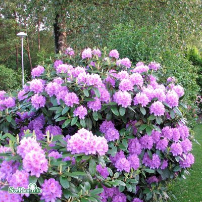 Rhododendron cataw. Grandiflorum, Parkrododendron, 40-50 C5