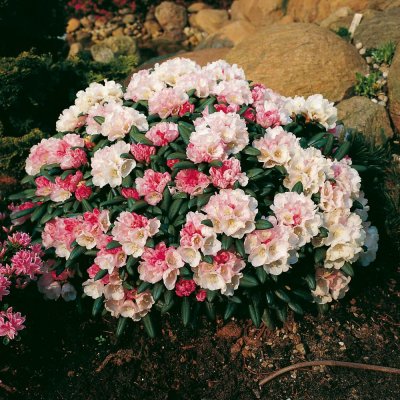 Rhododendron yak. Koichiro Wada, Rododendron