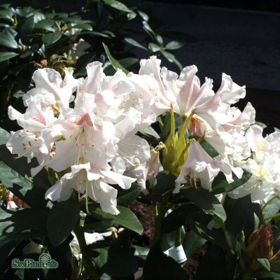 Rhododendron cauca. Cunningham´s White, Parkrododendron, 40-50 C5
