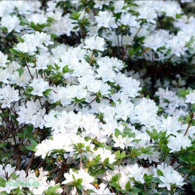 Rhododendron japonica Kermesina Alba, Japansk Azalea, 25-30 C2