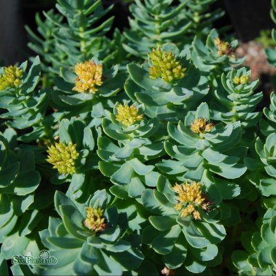 Rhodiola rosea, Rosenrot, C11cm