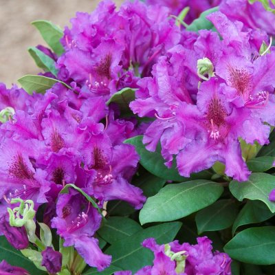 Rhododendron ponticum Azurro - Inkarho, Rododendron Inkarho, 30-40 C5