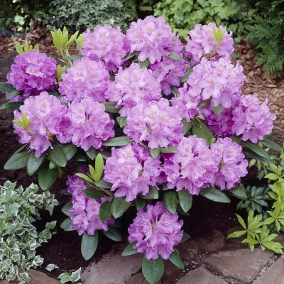 Rhododendron cataw. Grandiflorum - Inkarho, Parkrododendron Inkarho, 30-40 C5