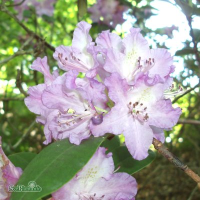 Rhododendron cataw. Alfred, Rododendron, 40-50 C5