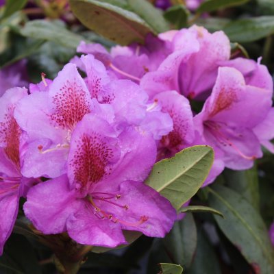 Rhododendron cataw. Blutopia, Rododendron, 40-50 C5